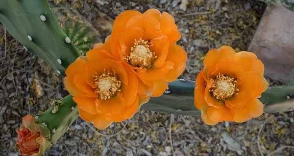 Orange cactus blossoms