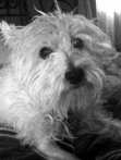 Ripley Erbe (Tootsie)
